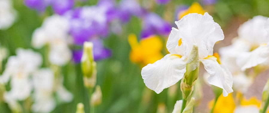 Obits – Spring 2021