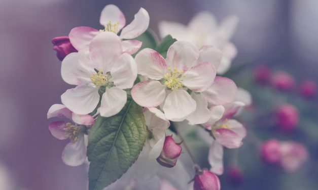 In Memoriam – Spring 2024
