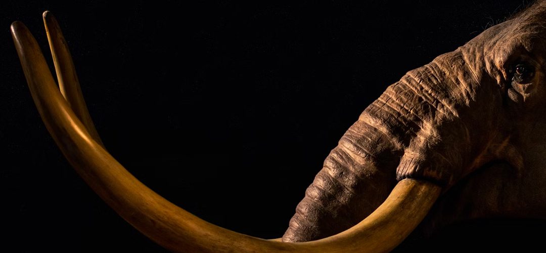 Missing Megafauna
