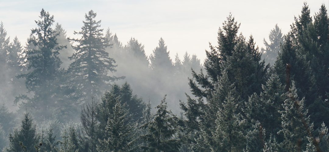 Regrowing Forests