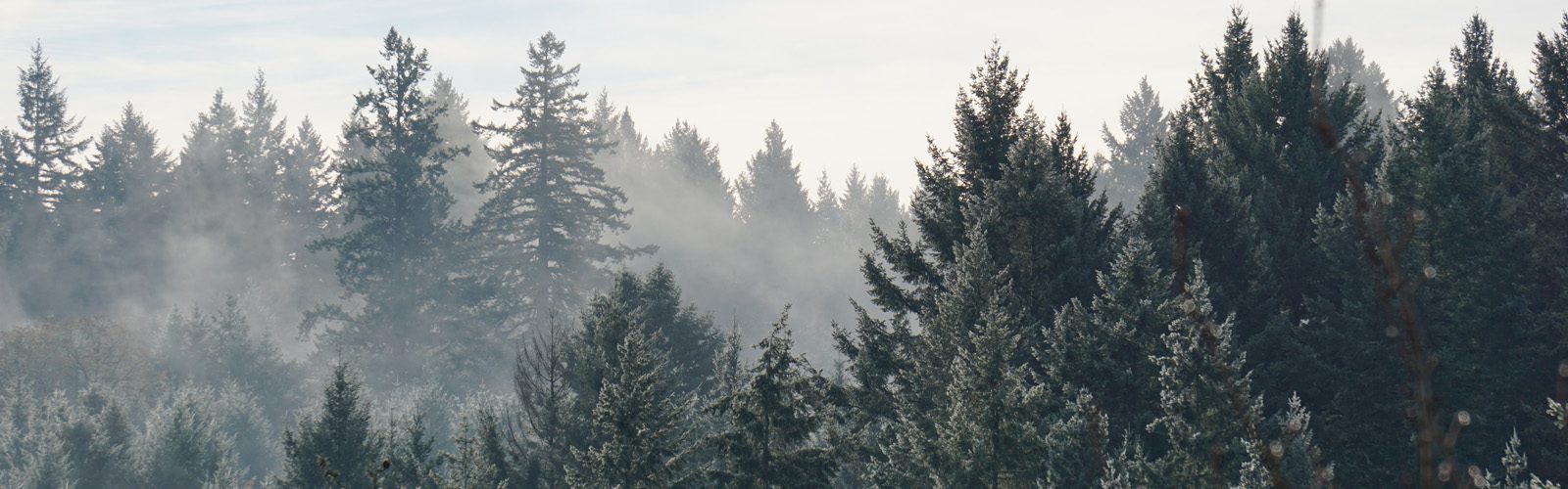 pine trees in a misty forest