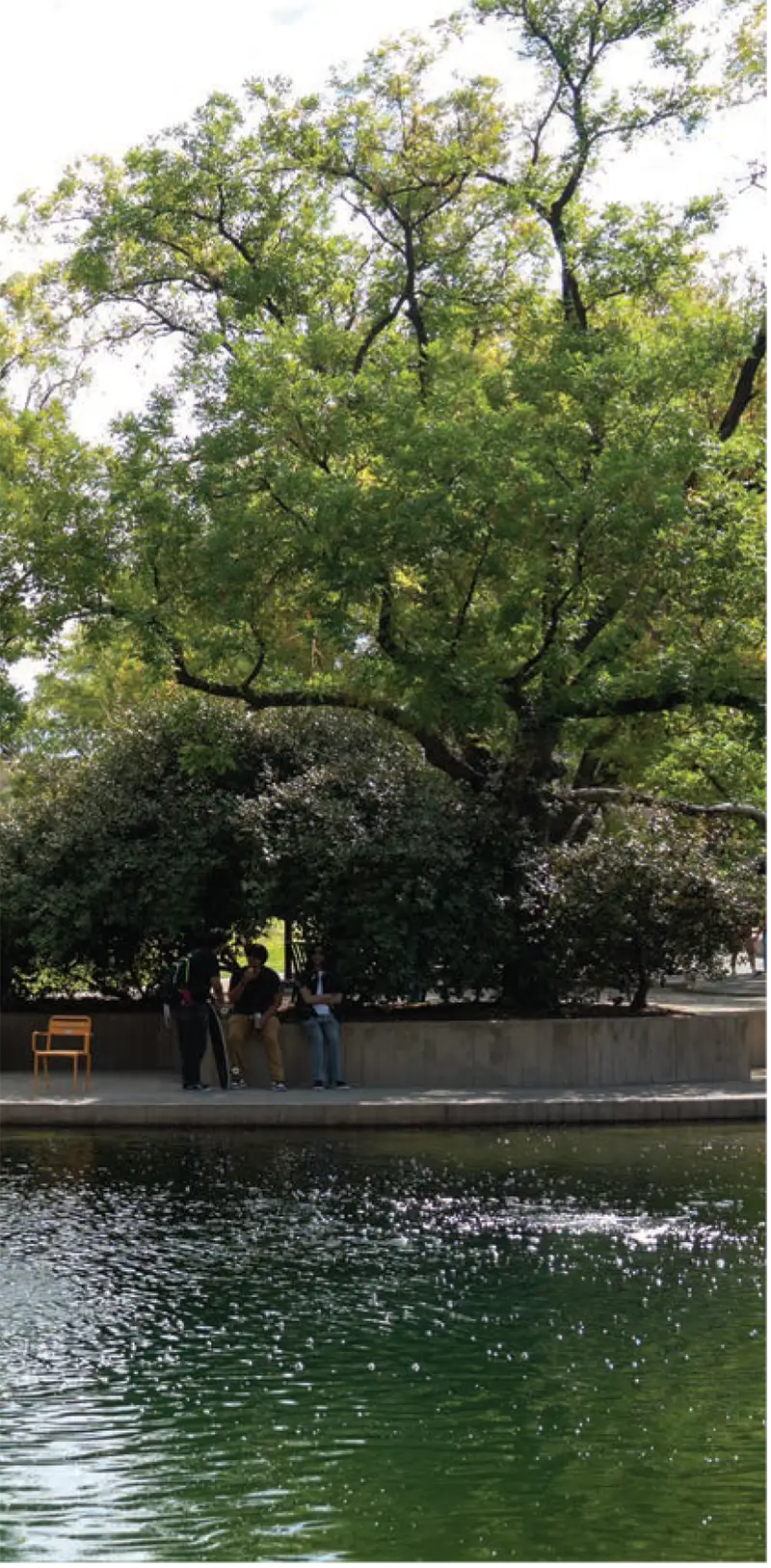 View across the duck pond at students studying in the shade of a tree
