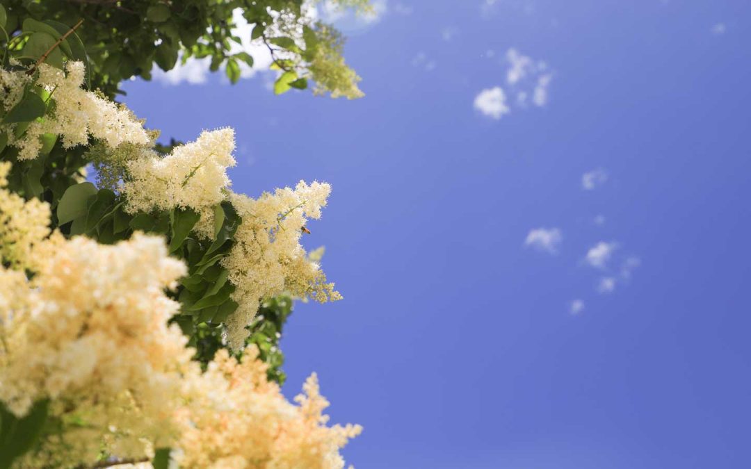 In Memoriam – Spring 2026