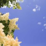 In Memoriam – Spring 2026