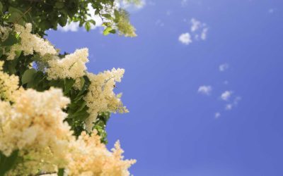 In Memoriam – Spring 2026