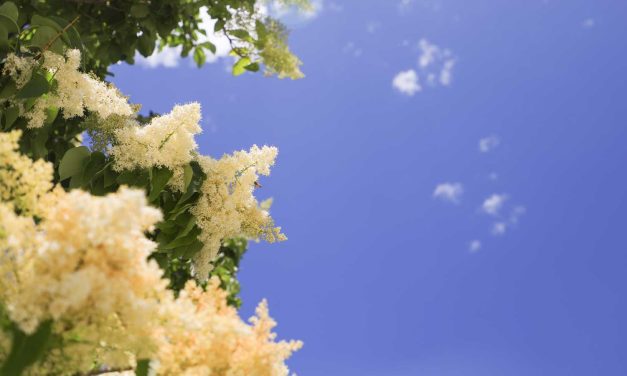 In Memoriam – Spring 2026